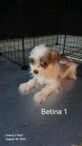 Anjing Chihuahua Mix Maltese