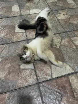 Persia Mix Mainecoon