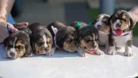 Anak Anjing Beagle Jantan