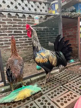 Sepasang ayam pelung