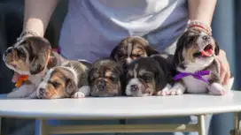 Anak Anjing Beagle Stambum
