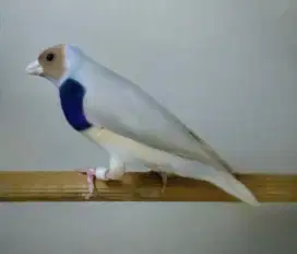 Burung Gould Amadine