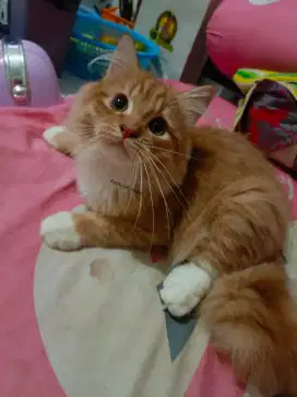 Persian orange red tabby gembul