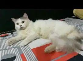 Indukan Betina flatnose