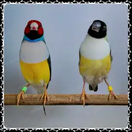 Burung Gould Amadine