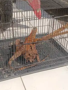 iguana Super red ramaja