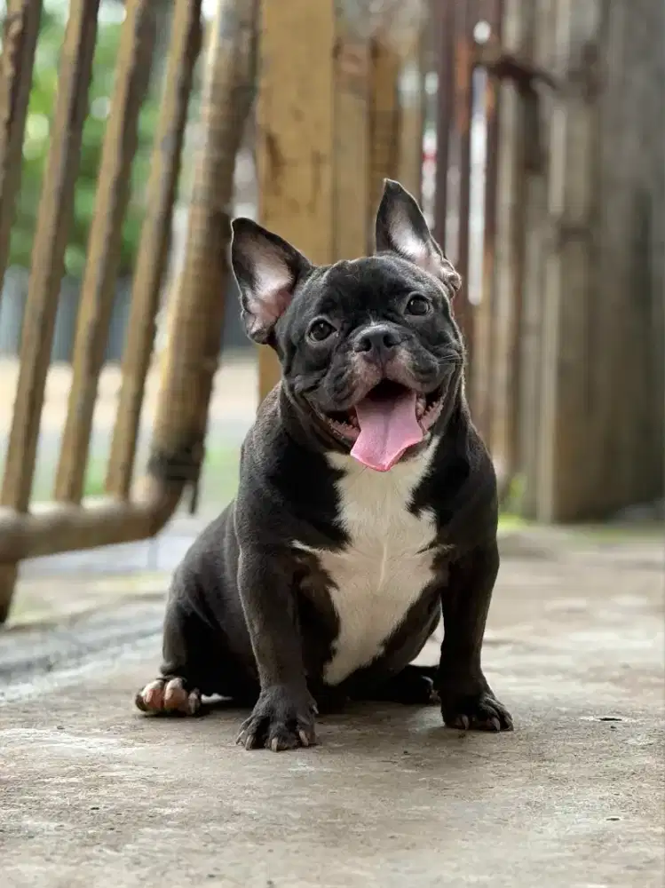 Exotic micro bully betina USA Blood Calon Indukan american female