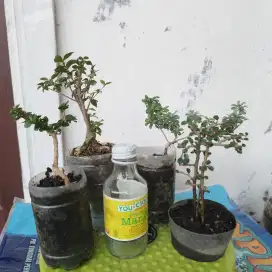 Borongan 4Bonsai Santigi Sancang Hokianti Sakura Mikro