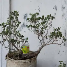 Bonsai Santigi Meliuk