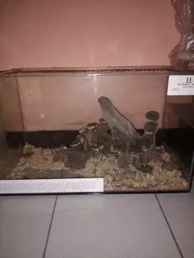 aquarium second masih mulus 60x36x30