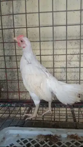 Ayam Ketawa Umur 2 Bulan