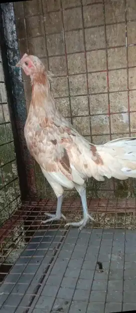 Ayam Ketawa Anakan Umur 3 Bulan
