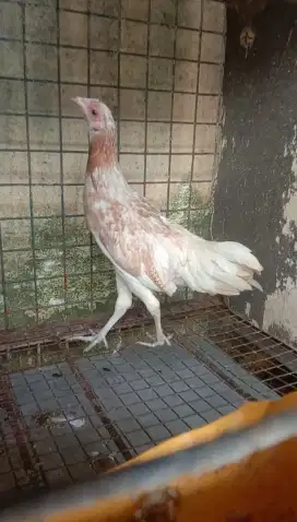 Ayam Ketawa Betina Umur 3 Bulan