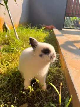 Jual Kelinci Netherland Dwarf