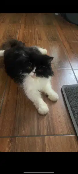 Kucing Peaknose Lucu