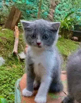 Kitten bsh betina bicolor