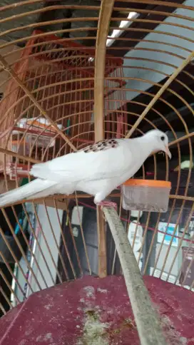Tekukur gacor kuk 2 jantan dewasa