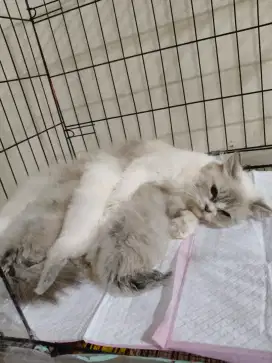 Indukan ragdol dan 3anak