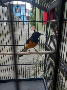 Burung murai pastol cilacap