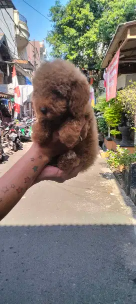 Toy poodle betina
