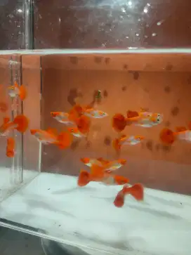 Guppy platinum koi