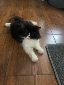 kucing peaknouse lucu