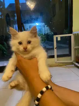 kitten jantan 3 bulan snowshoes