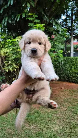 Anakan Anjing Golden