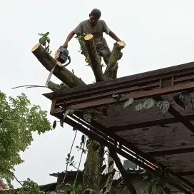 Jasa tebang pohon dan angkut barang kota Semarang