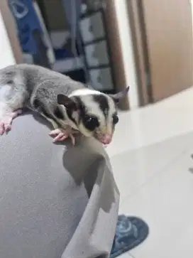 Sugar glider joey Mozaic ph Leu betina