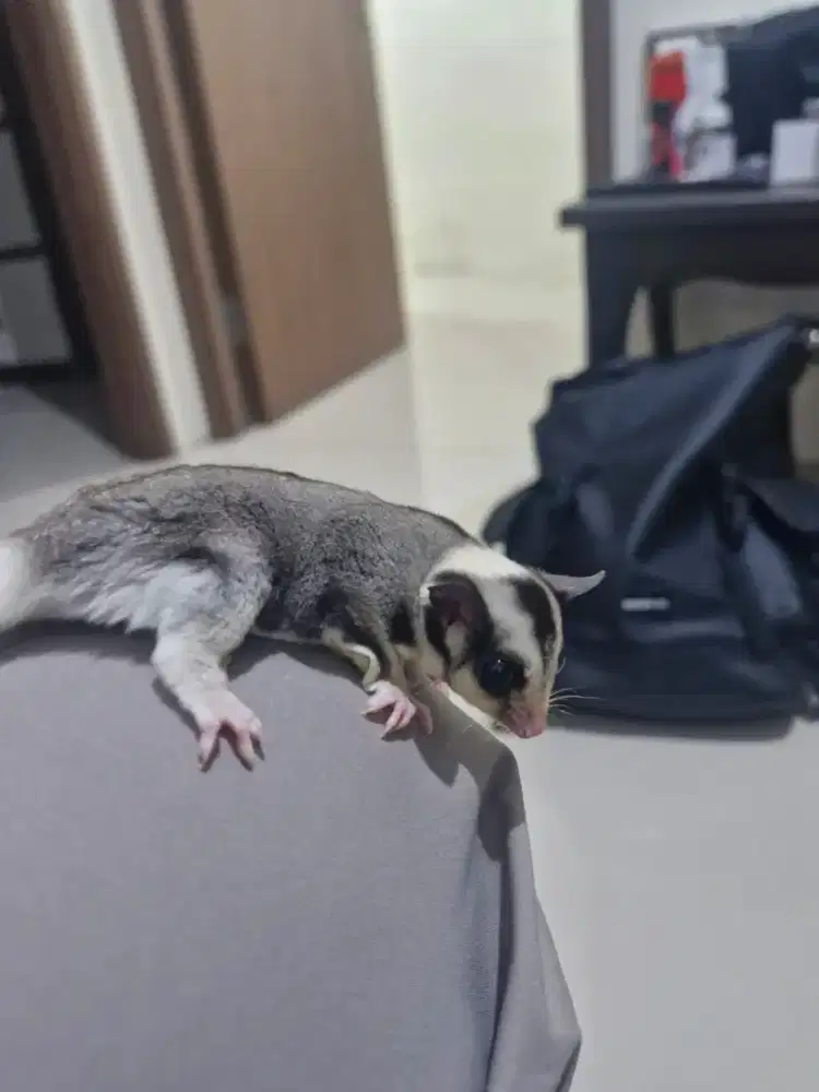 Mosaic Sugar glider joey ph Leu betina
