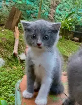kitten bsh bicolor