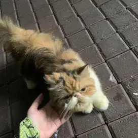 kucing persia peaknose calico betina