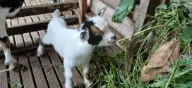 Pygmi goat pure
