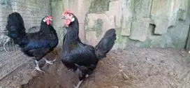 Ayam hias black castilian spanyol
