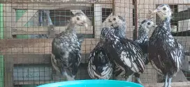 Ayam batik italy