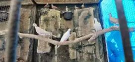 Burung anggungan grade A 9 ekor
