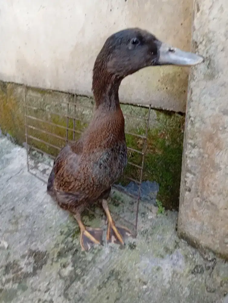 Bebek Potong Ternakan