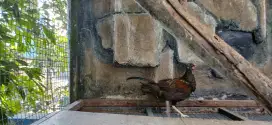 Ayam hutan hijau