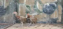 Ayam burung ring neck pheasant