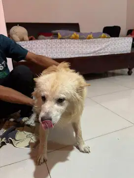 Kintamani x Pomeranian