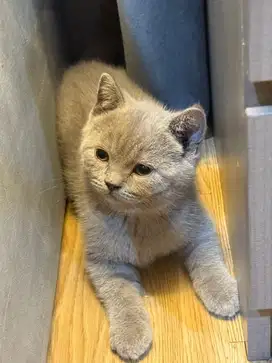 Kucing BSH kitten