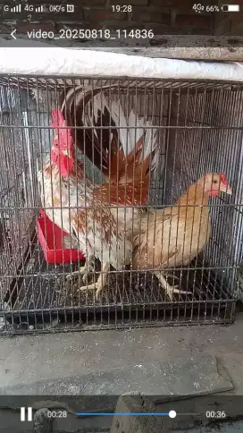 Ayam kate  3 pasang Rp.350.000