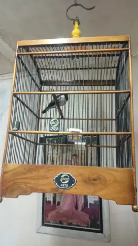 JALAK SUREN GACOR