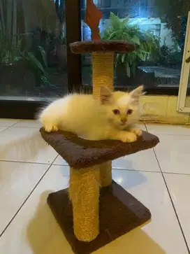 kitten snowshoes jantan