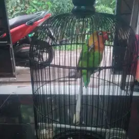 Dijual Lovebird Pastel Biola (PasBio)