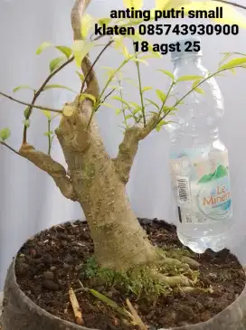 4 Bonsai bahan anting putri