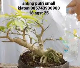 Bonsai bahan anting putri miring