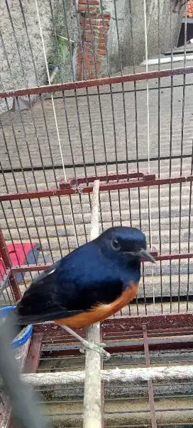 Murai batu pastol