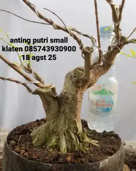 Bonsai bahan anting putri